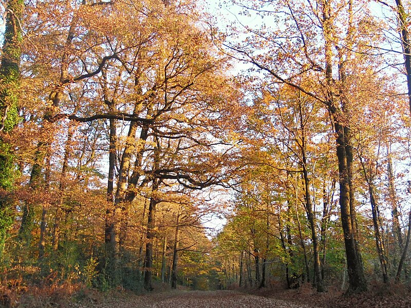 Forêt de Mervent-Vouvant